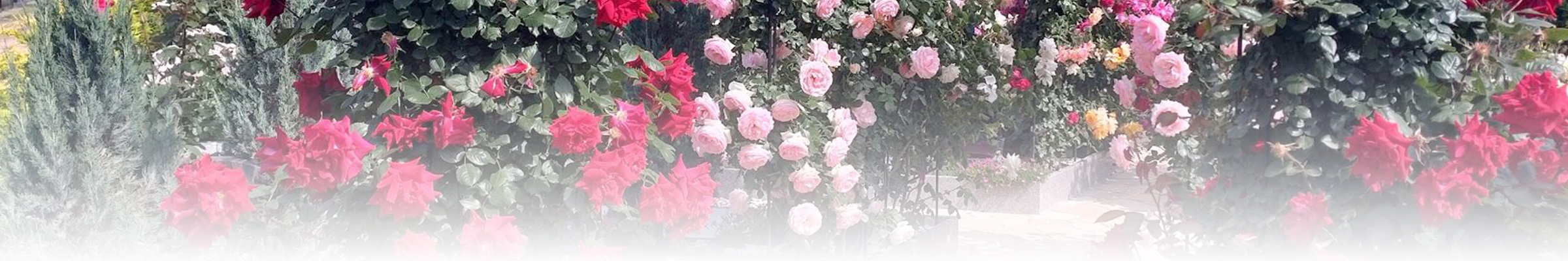 フォトギャラリー